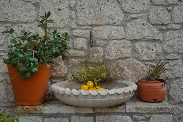 Limon ağacı