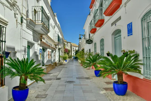 Vaşinqton palma ağacı
