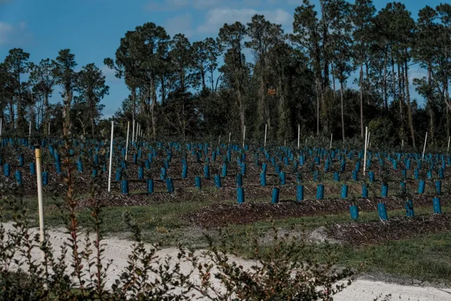 Zeytun ağacı