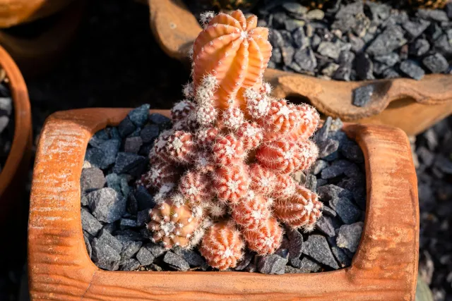 Opuntia bitkisi