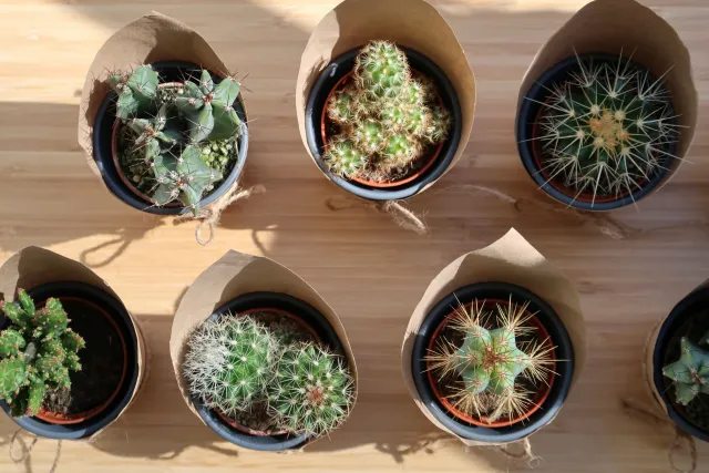 Aloe vera bitkisi