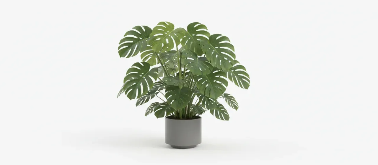 Monstera Deliciosa XL, 1.5 m